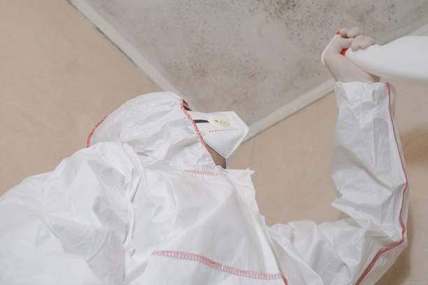 Best Commercial Mold Removal  in Boyertown, PA